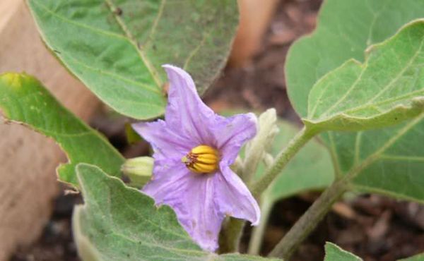  Nella fase di fioritura è necessario rimuovere i fiori non necessari.
