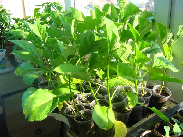  Segno di una piantina pronta per la pianta - foglie vere e un gambo folto