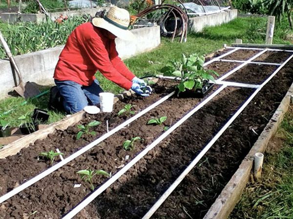  I giardinieri usano due schemi di piantagione: paralleli e scacchi