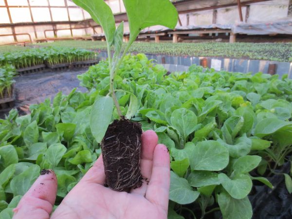  Fino a quando il trasferimento di piantine in giardino richiede almeno 65 giorni