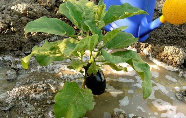  L'annaffiatura delle melanzane nella serra viene effettuata 1 ogni 3-5 giorni