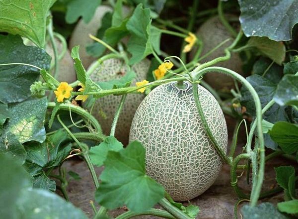  Piantare e coltivare meloni in campo aperto