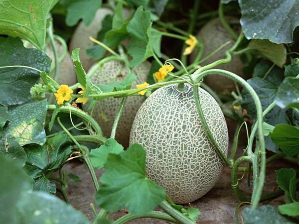  Piantare e coltivare meloni in campo aperto