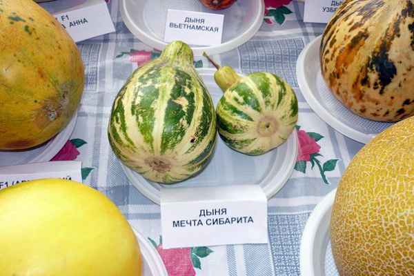  Sogno sibarita