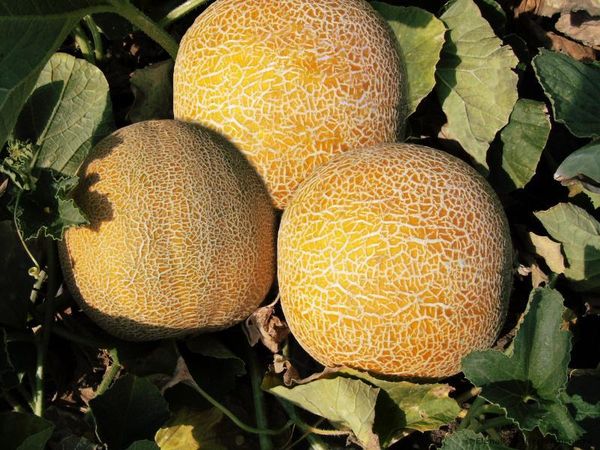  Agricoltore collettivo