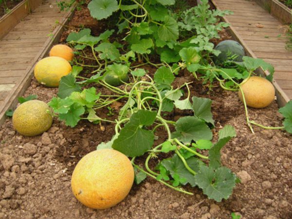  Il melone non tollera l'ombreggiatura una volta cresciuto
