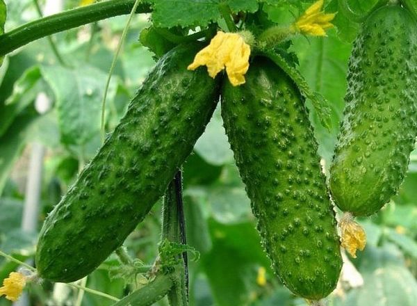  Cultivarea castraveților în sol deschis