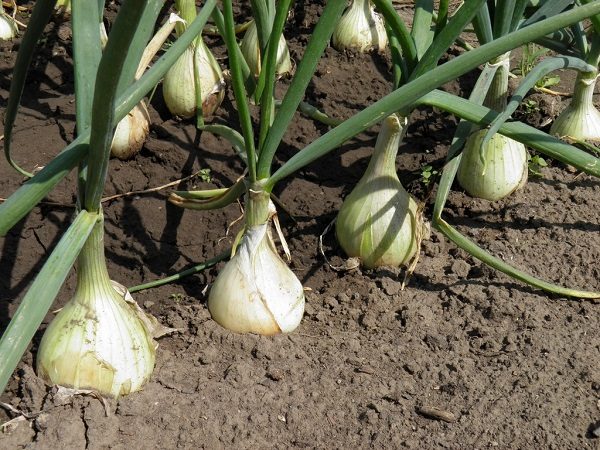  Cipolla - cura competente per le piantagioni