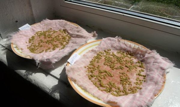  Remojar las semillas de tomate antes de plantar plántulas
