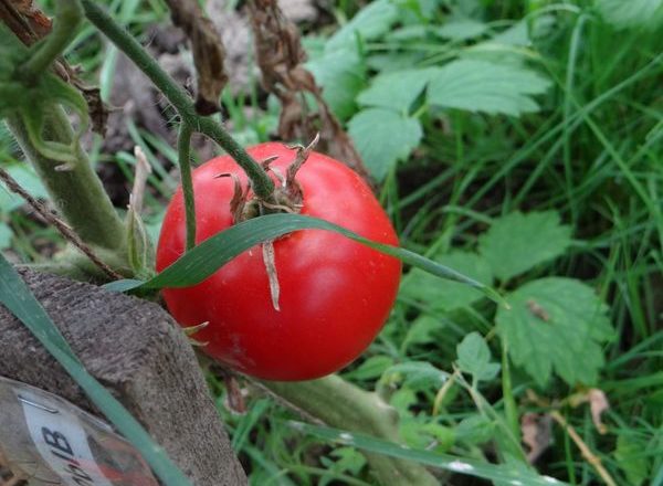  Tomate variedade Blast