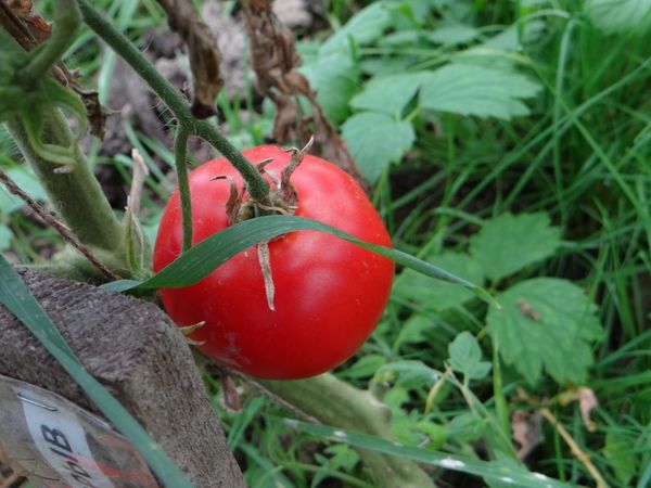  Tomate variedade Blast