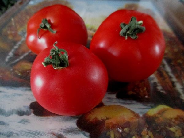  Tomates Blast - Meaty. suculenta e saborosa