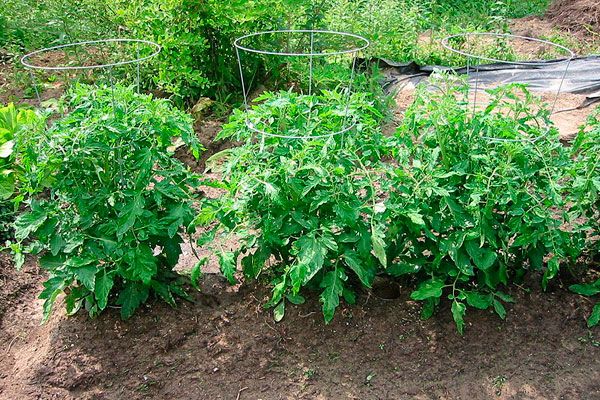  Explosão da altura dos arbustos do tomate - 40-60cm
