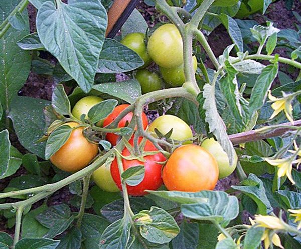  Depois que os frutos aparecem, você precisa regar 2 baldes por semana.