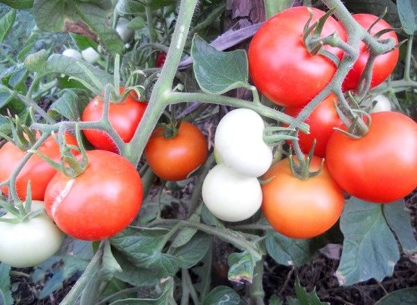  Variedades de tomate Yablonka Russia