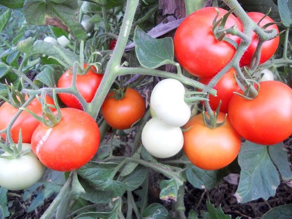  Variedades de tomate Yablonka Russia