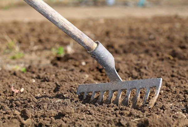  L'aglio cresce bene su terreni sabbiosi e limosi con una reazione neutra
