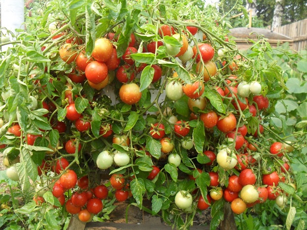  Os benefícios do tomate