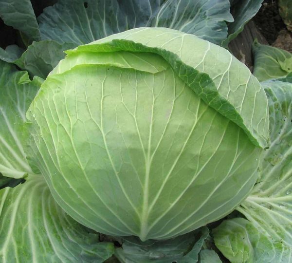  Il Pan di Zucchero Cabbage è ottimo per il consumo fresco, la salatura e la fermentazione