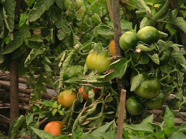  Agrotehnika în creștere