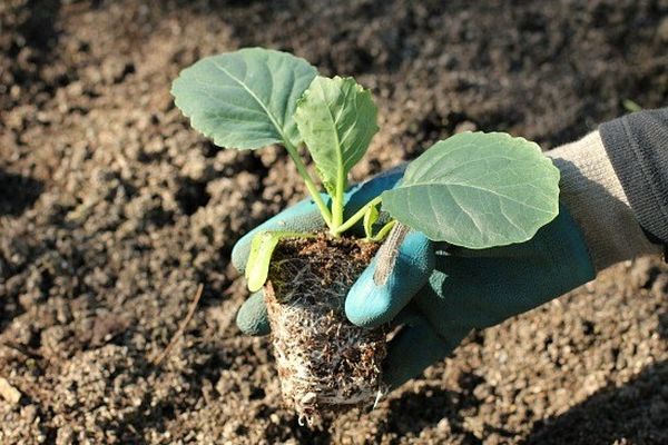  Se le foglie inferiori delle piantine ingialliscono dopo il trapianto, devono essere tagliate.