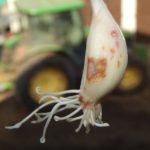  Consecințele daunelor cauzate de acarieni