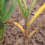  Fusarium deasupra usturoiului