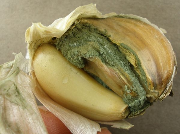  Penitsillez