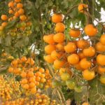  Descrição e características da variedade vermelha de cereja