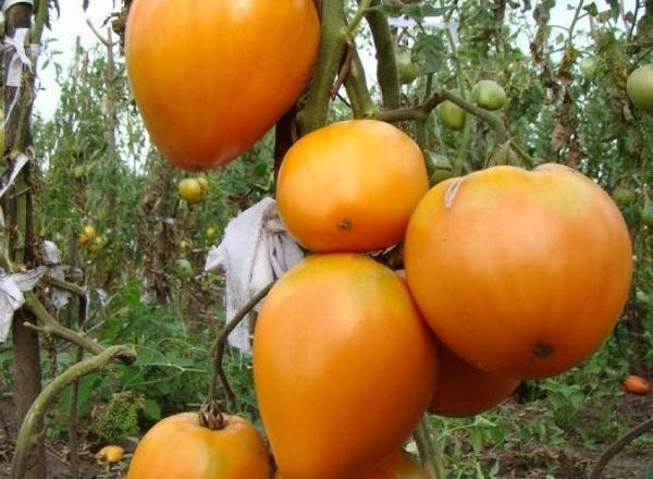  Tomate Coração Dourado