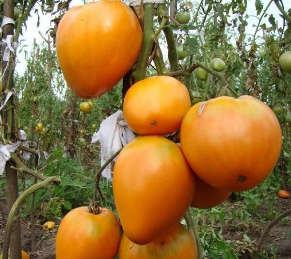  Tomate Coração Dourado