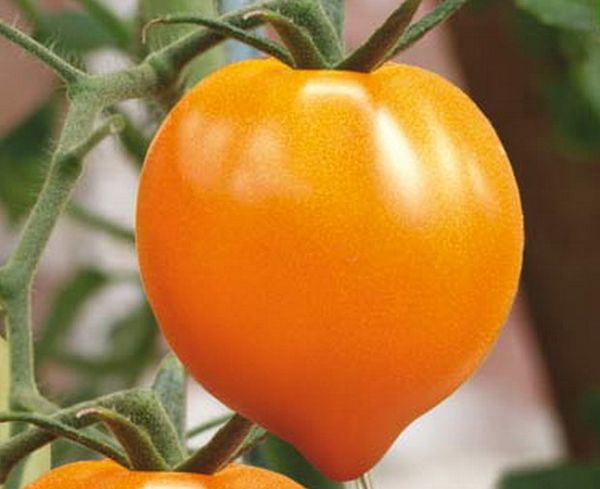  Após o amadurecimento, o tomate fica laranja e a forma do coração