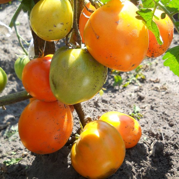  O coração de ouro mantém sua fertilidade durante toda a temporada de verão.