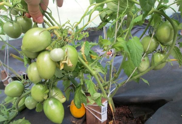  Variedade é melhor frutificação em solo ácido