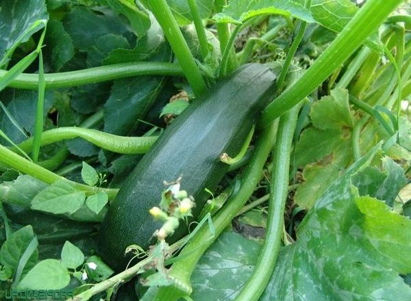  Tsukesha Squash