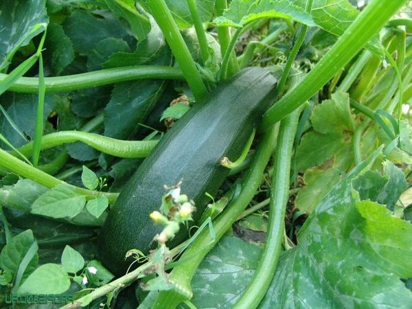  Tsukesha Squash