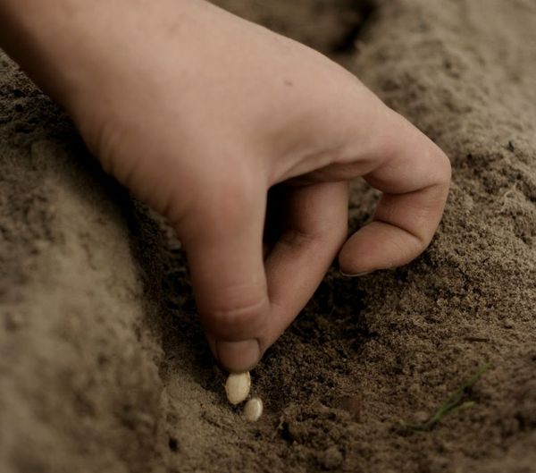  In terreno aperto, i semi vengono piantati ad una profondità di 2-3 cm