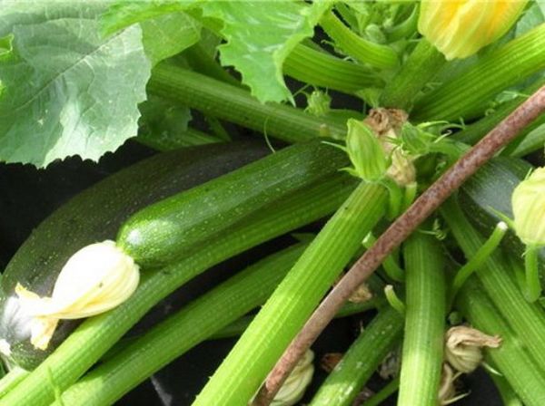  I primi frutti di Tsukeshi devono essere raccolti quando raggiungono una lunghezza di 15 cm