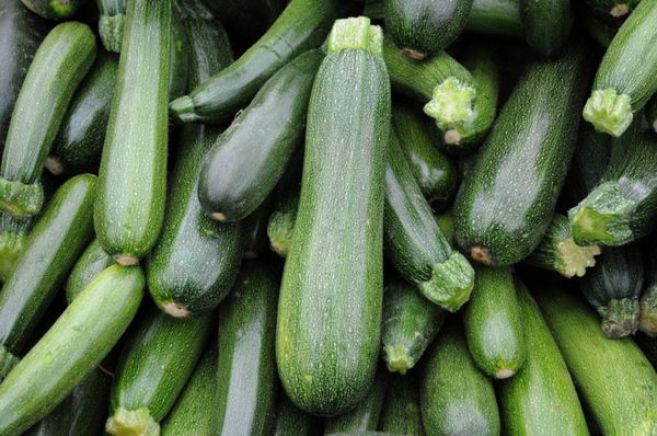  Le zucchine mature di Tsukesh possono essere conservate per un massimo di sei mesi in un luogo buio.
