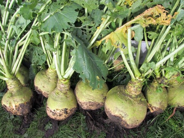  Raccolto di Rutabaga
