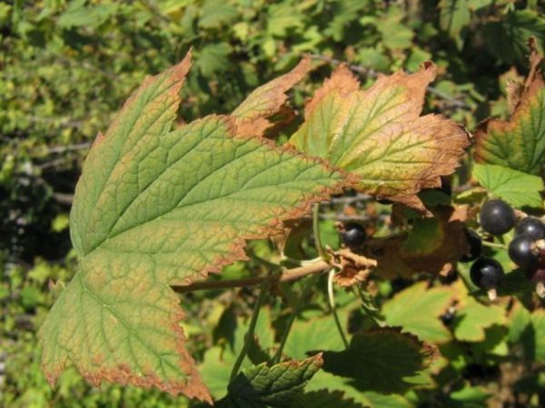  Blackcurrant bush affected by anthracnose