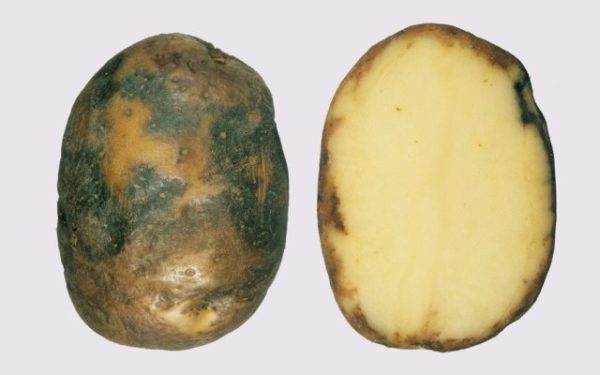  Sick tuber tuber potato tuber