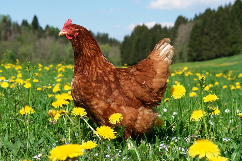  fertilizzante di concime di pollo