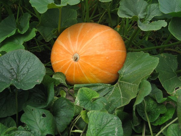  Proprietà utili e controindicazioni della zucca