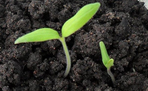  Tomate lăstari Miere picătură