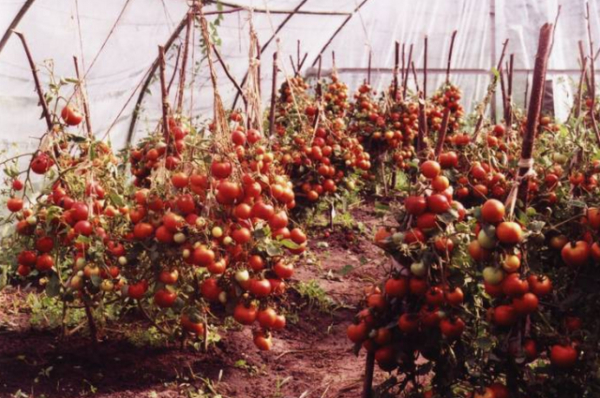  Tomato sugar bison in the greenhouse