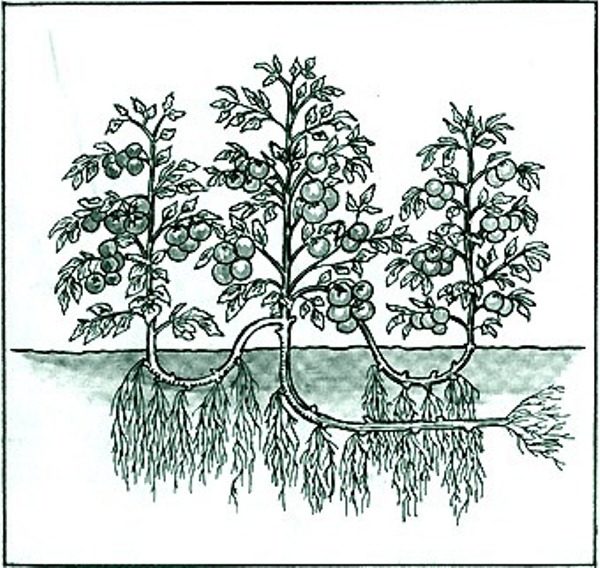  El esquema de cultivo de tomates en 3 tallos por el método de IM. Maslova