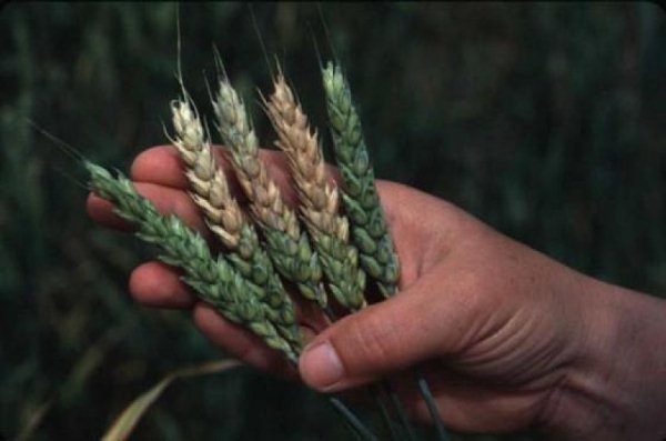  Semne de grâu Fusarium