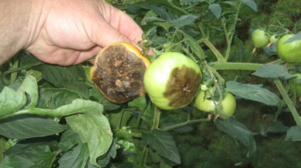  Diseased tomatoes in the garden