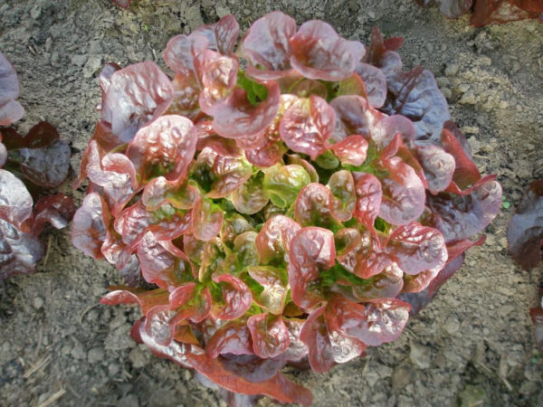  Răsfoiți varietatea de salată
